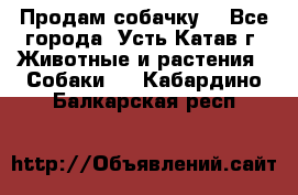Продам собачку  - Все города, Усть-Катав г. Животные и растения » Собаки   . Кабардино-Балкарская респ.